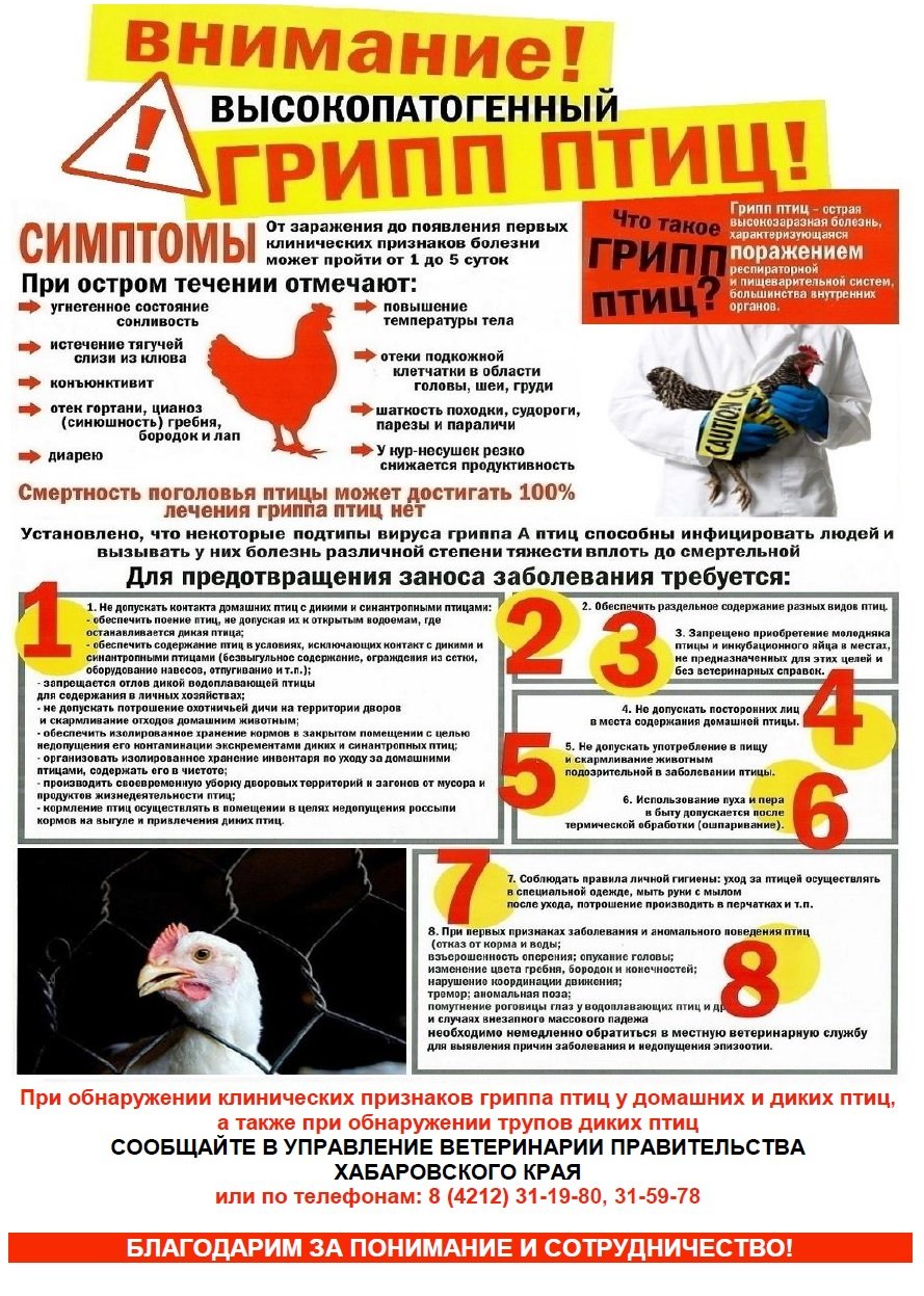 Внимание! Высокопатогенный грипп птиц!